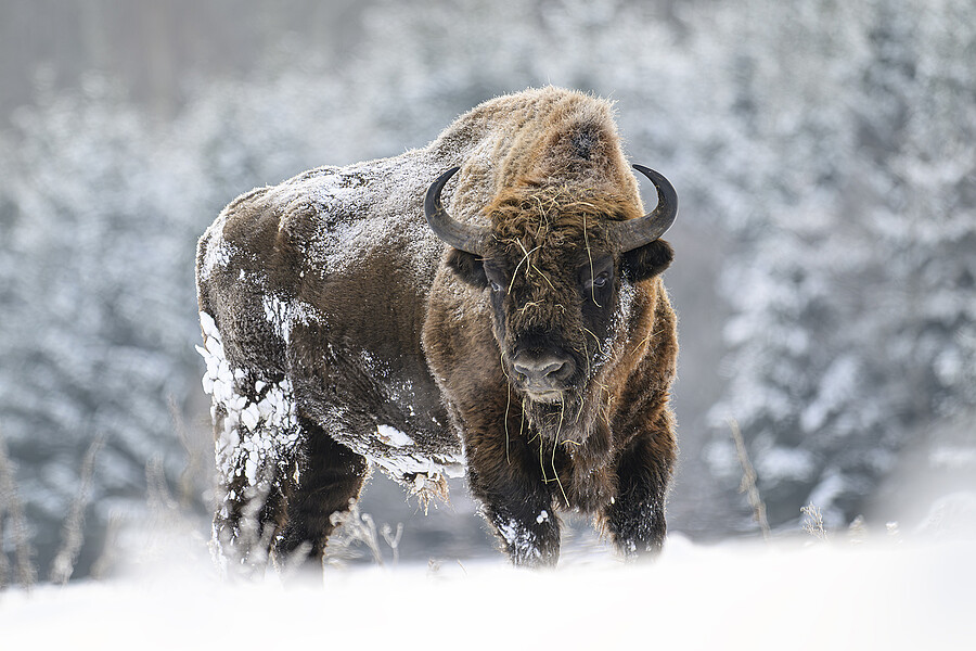 EUROPEAN BISON IN SNOW